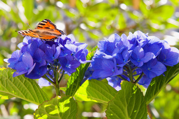  Purple Hortensia flowers and butterfly in the summer garden.