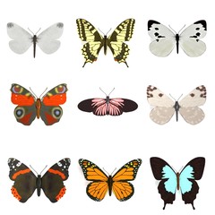 realistic 3d render of butterflies