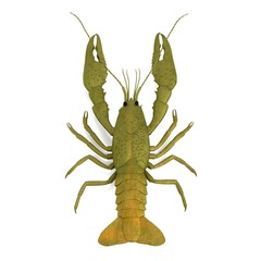 realistic 3d render of crustacean - crayfish