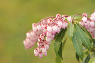 Pieris japonica or adromeda japonica “Katsura”