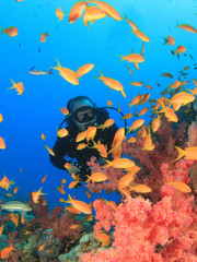 Fish, Coral and Scuba Diver