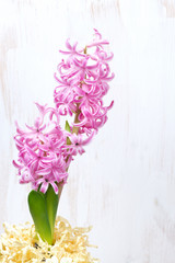 pink hyacinth in flower pot on a white wooden background