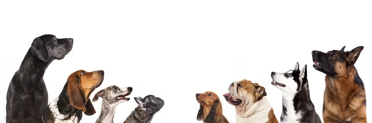 Foto op Plexiglas Hond groep honden kijkt omhoog