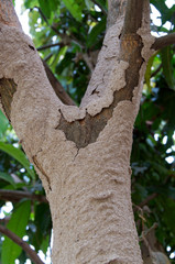 Termite nest on a tree
