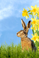 Osterhase mit Osterglocken
