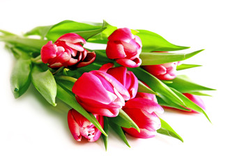 Pink tulips bouquet. 