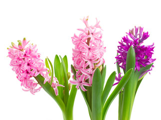 Hyacinths flowers close up