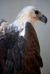 White-bellied sea eagle, Butterworth, Malaysia
