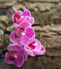 Blühende Orchidee auf Baumrinde