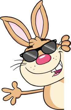 Brown Rabbit With Sunglasses Looking Around A Blank Sign