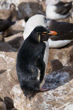 Adult rock hopper penguin at bredding colony