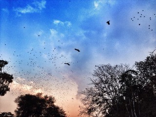 birds flying
