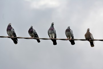 Pigeons