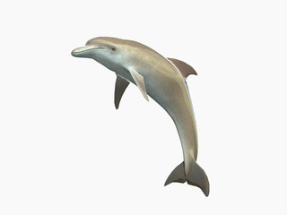 Fototapeta premium HI res Dolphin isolated on a white background