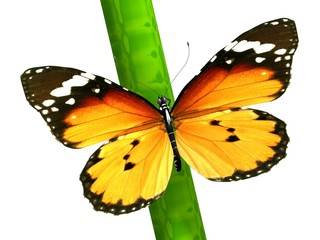 Isolated Butterfly