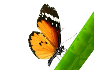 Isolated Butterfly