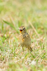 Paddyfield Pipit, or Oriental Pipit (Anthus rufulus) in nature