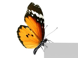 Fototapeta na wymiar Isolated Butterfly