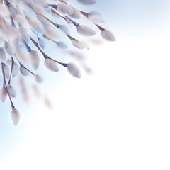 Spring willow tree in spring bloom © seqoya