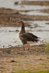 Greylag Goose