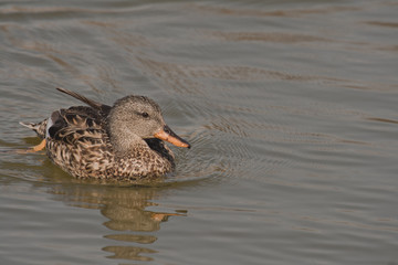 Portrait of female Gadwall swimming