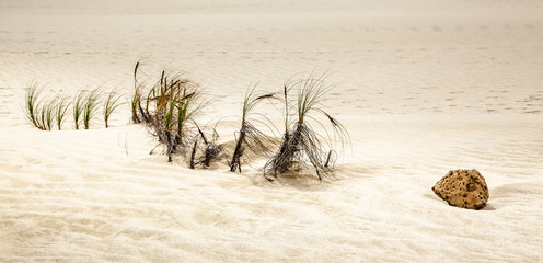 Piece of rock on sand dunes, Te Paki Reserves, Cape Reinga, New