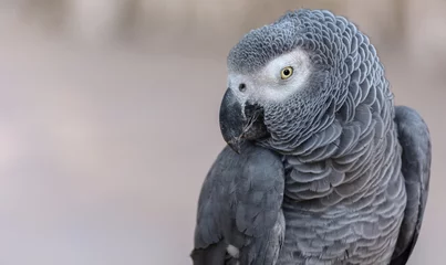 Wandcirkels aluminium Afrikaanse grijze papegaai © pannathat02