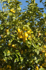 Lim&oacute;n en &aacute;rbol, Mallorca, Baleares.