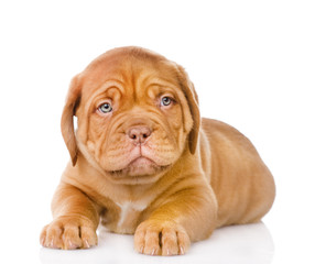 Sad Bordeaux puppy dog. isolated on white background