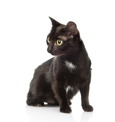 Black cat sitting and looking away. isolated on white background