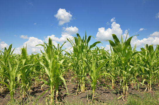 Young corn field