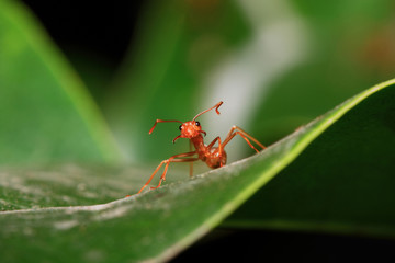 Orange ants walking on green leaves