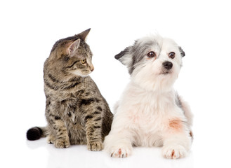 cat with dog together. isolated on white background