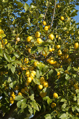 Lim&oacute;n en &aacute;rbol, Mallorca, Baleares.