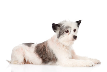 mixed breed dog in profile. isolated on white background