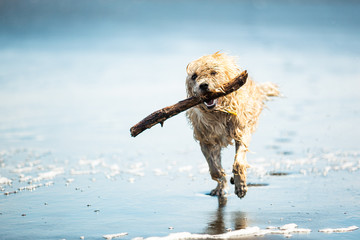 Dog running on the Beach with a Stick, Muriwai beach, New Zealan - obrazy, fototapety, plakaty