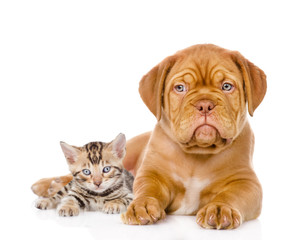 Obraz premium Bordeaux puppy dog and bengal kitten together. isolated on white