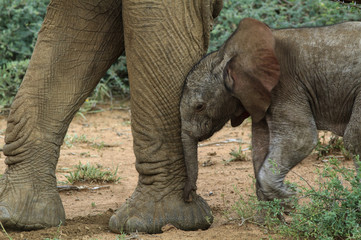 Baby elephant bonding with mother