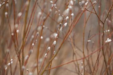 willow catkins background