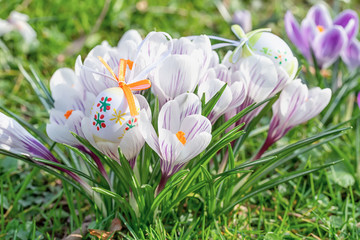 Easter eggs with crocus flowers.
