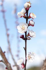 Árbol del almendro en flor, Mallorca, Baleares