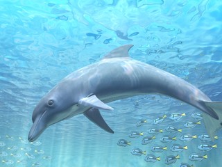 Dolphin
