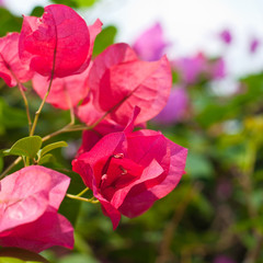 Beautiful red flower blooming - Bougainvillea