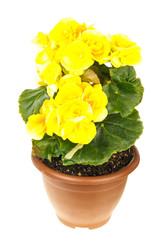 Bright yellow begonia