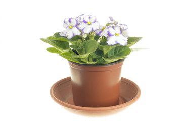 Blooming white violet in pot