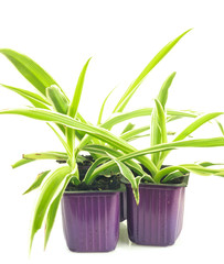 Three lilac pots with seedlings of chlorophytum