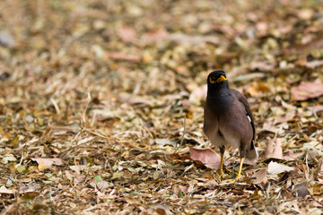 The Common myna.