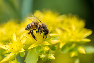 Honeybee on yellow flower