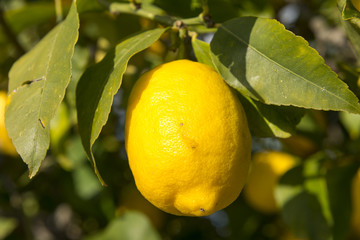 Limón en árbol, Mallorca, Baleares.