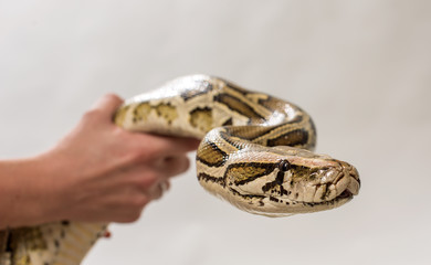 Python in hands